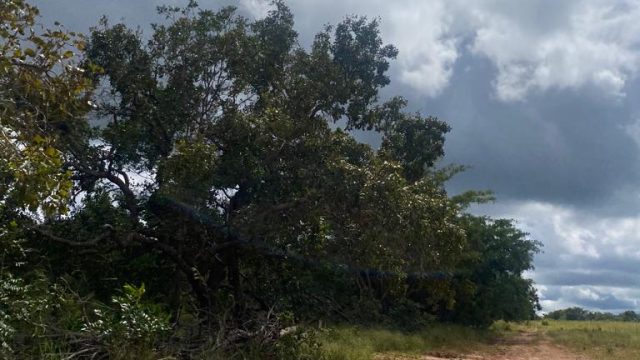 Fazenda no Maranhão